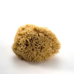 Eponge de Mer Naturelle - 15/16 cm