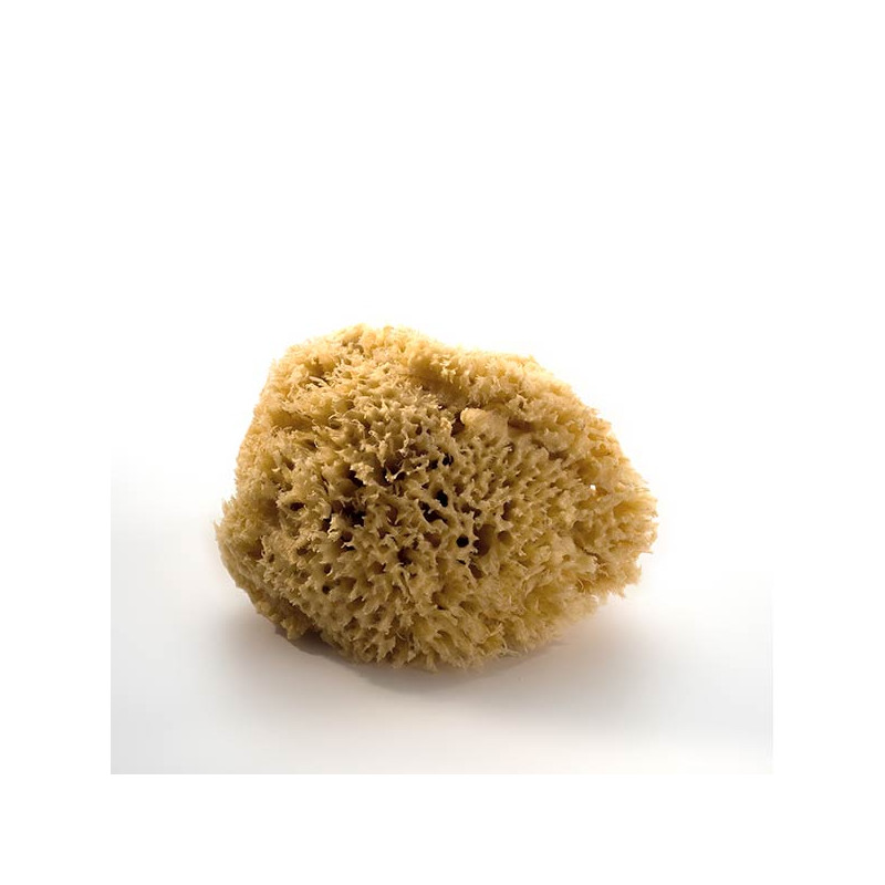 Eponge de Mer Naturelle - 15/16 cm
